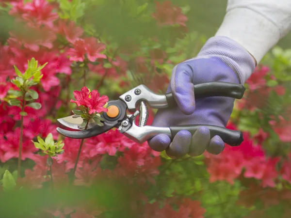 Pruning flowers with secateur — Stock Photo, Image