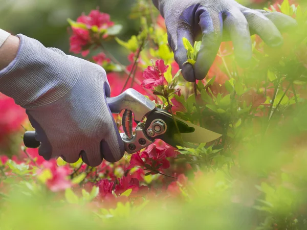 Beschneiden von Blumen mit der Gartenschere — Stockfoto