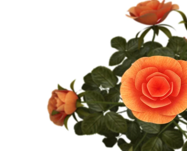 Copyspace τριαντάφυλλα αντιπροσωπεύει χλωρίδα ειδύλλιο και άνθιση — Φωτογραφία Αρχείου
