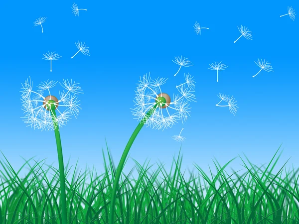 Sky Grass Represents Dandelion Hair And Dandelions — Stock Photo, Image