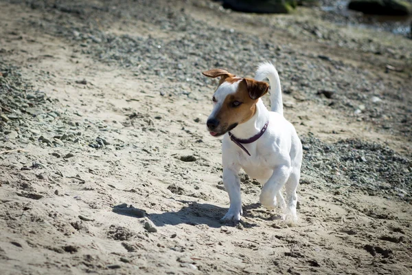 jack Russel terrier