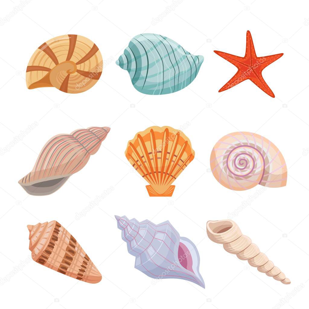 Colorful sea shells set. Starfish and spiral oyster with fancy tracery decoration of interior and fashionable aquarium bright shells of mollusks from ocean floor. Cartoon exotic vector.