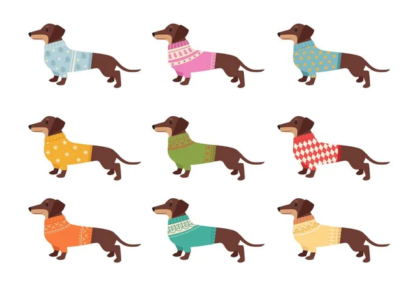 Dachshund. cute funny domestic pets dachshund dogs in knitted clothes. Vector pictures — Stockový vektor