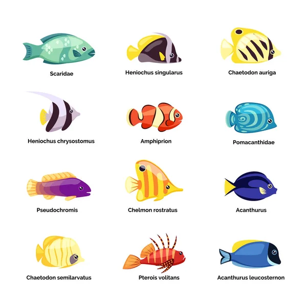 Colored Fishes Underwater Wildlife Ocean River Sea Exotic Fishes Vector — 스톡 벡터