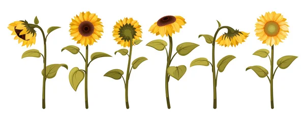 Sonnenblumen Schöne Botanische Illustrationen Mit Gelben Sonnenblumen Vektorfarbenes Florales Set — Stockvektor