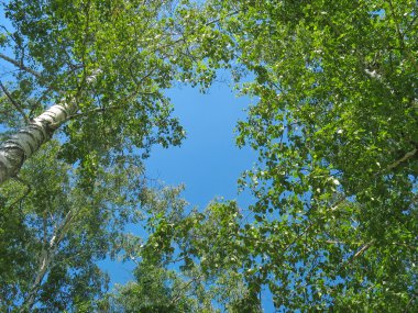 Birch tops against blue sky background clipart