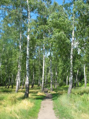Path in a birch grove. Summer landscape. clipart