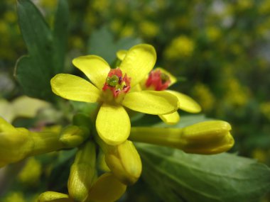 Altın Frenk üzümü (Ribes aureum çiçek)
