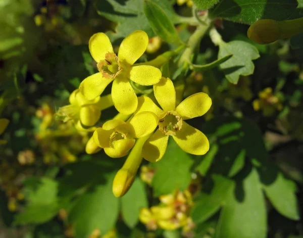 Flores de grosella dorada (Ribes aureum ) — Foto de Stock