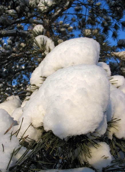 Primera nieve — Foto de Stock