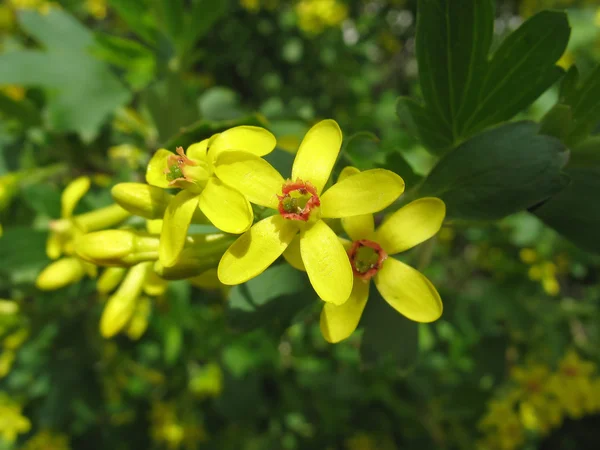 Flores de grosella dorada (Ribes aureum ) — Foto de Stock