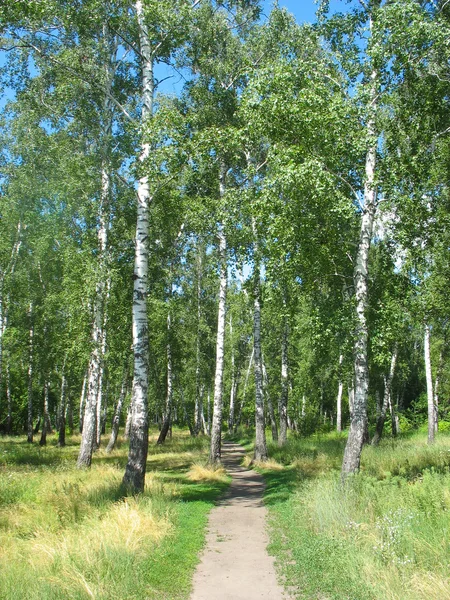 Sökväg i en Björk-Lund. sommar landskap. — Stockfoto