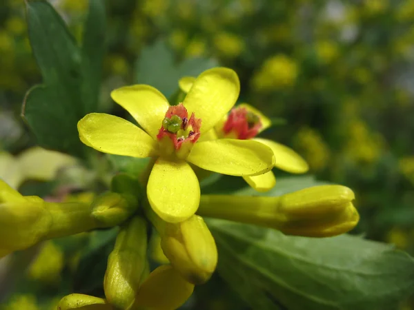 Flores de grosella dorada (Ribes aureum ) — Foto de Stock