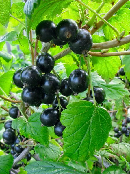 Siyah frenk üzümü dal Bush