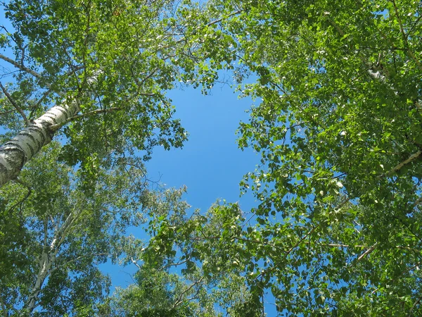 Березові вершини на фоні блакитного неба Ліцензійні Стокові Зображення