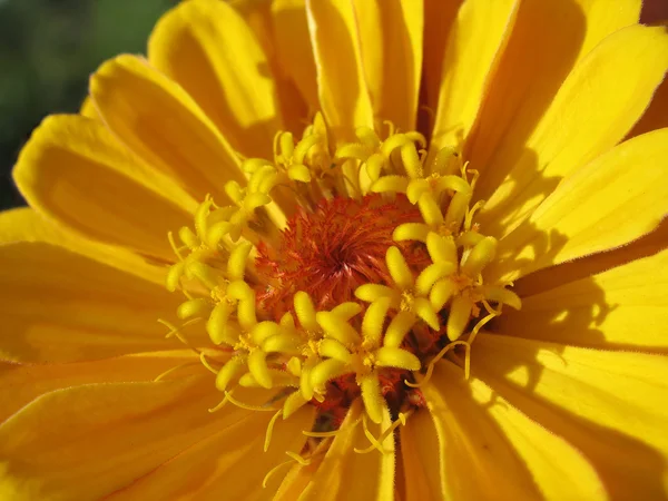 Primer plano de los estambres de zinnia amarilla —  Fotos de Stock