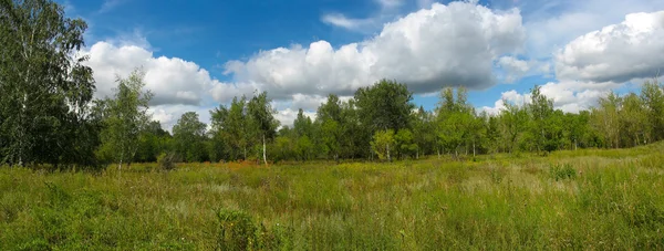 Nyári táj a parkban. Panoráma — Stock Fotó