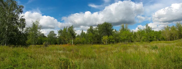Літній пейзаж у парку. Панорама Стокове Фото