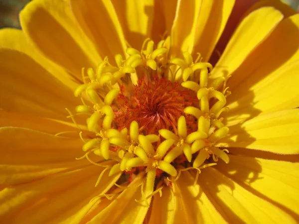 Extremo primer plano de zinnia amarilla con estambres —  Fotos de Stock