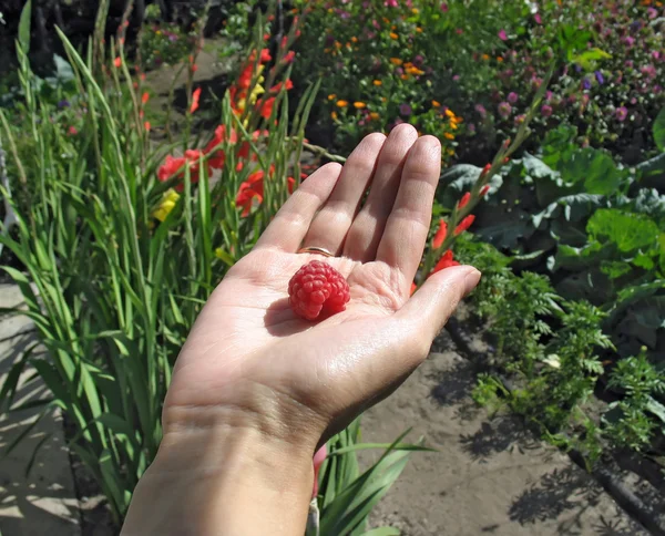 Raspberry on woman's palm — Stock Photo, Image