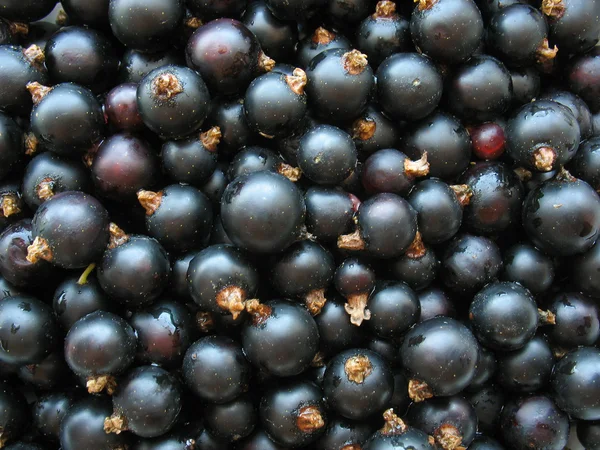 Black currant close up - berry background — Stock Photo, Image