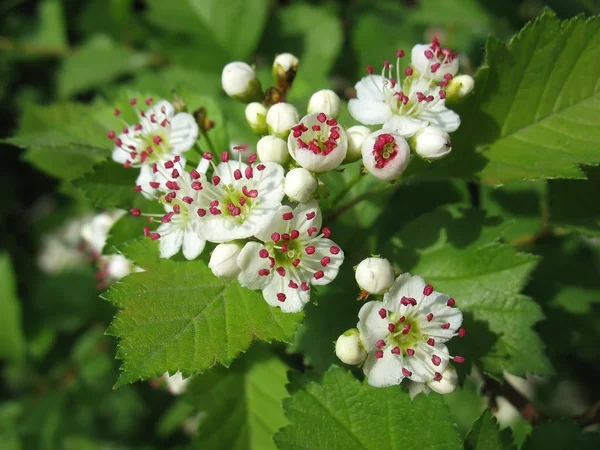 Flores derretidas de espino con estambre rojo —  Fotos de Stock