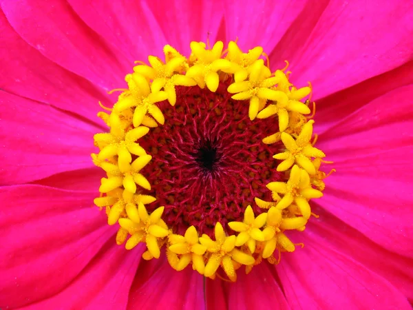 Estambres amarillos de zinnia carmesí. Macro — Foto de Stock