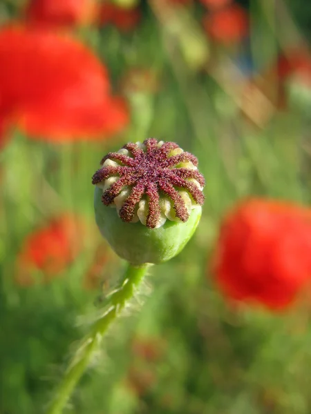 Poppy seed boll against green grass — Stock Photo, Image