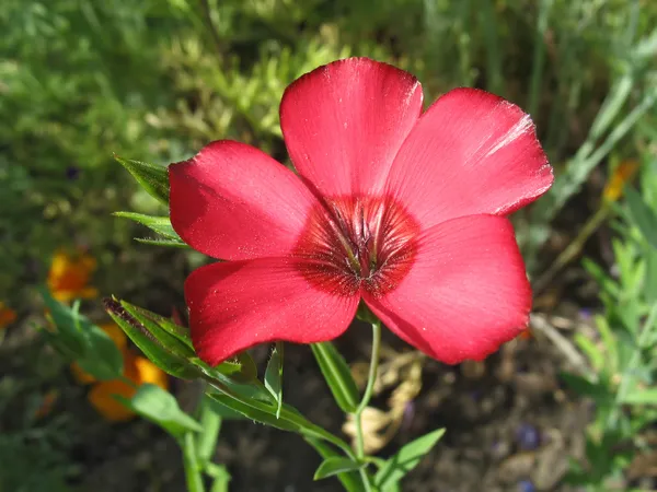 Rote Flachsblume vor grünem Gras Hintergrund — Stockfoto