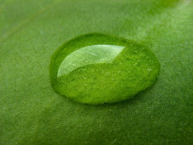 Raindrop on green leaf. Close up