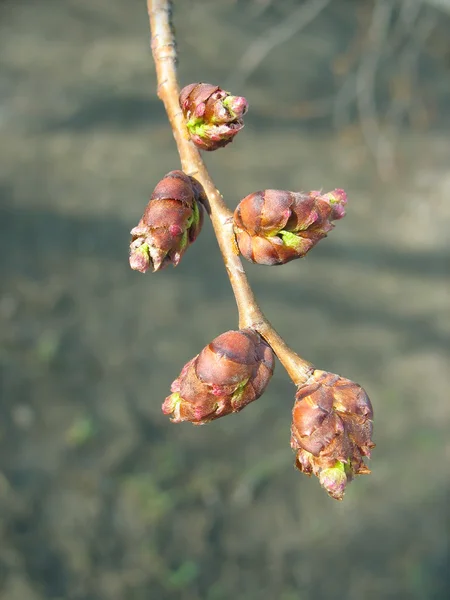 Le printemps. Brindille d'orme avec bourgeons fondus — Photo