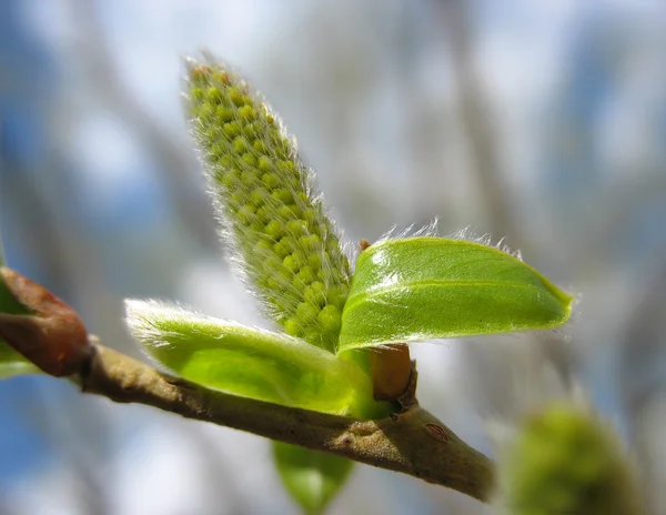 Primavera. Salgueiro verde catkin close-up — Fotografia de Stock
