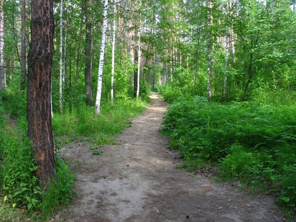 Cesta do smíšeného lesa. letní krajina — Stock fotografie