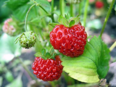 yeşil yaprakları karşı iki çilek