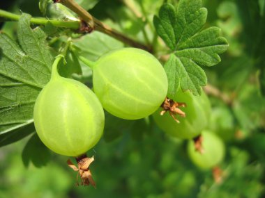 İki yeşil bektaşi dal üzerinde. Makro
