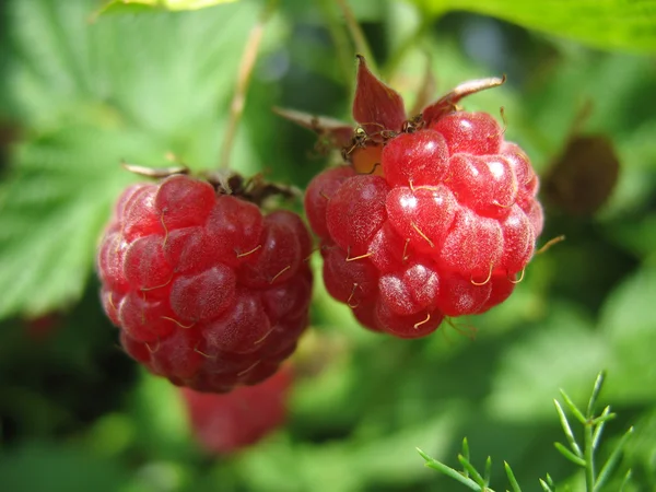 Dua raspberry appetizing pada ranting — Stok Foto