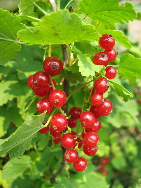 Rode bessen takje tegen op een bush — Stockfoto