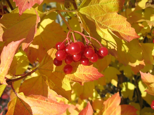 Viburnum δέσμη κατά κίτρινα φύλλα. Φθινόπωρο — Φωτογραφία Αρχείου