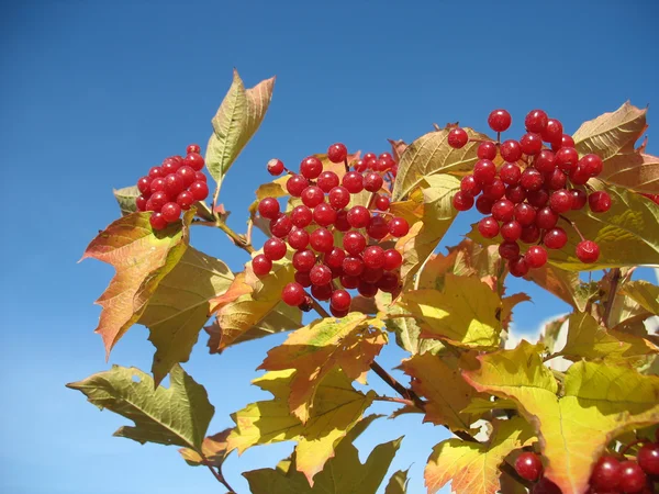 Planten van Viburnum bos tegen blauwe hemelachtergrond — Stockfoto