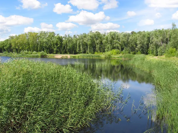 Summer landscape: pond in the park — Stock Photo, Image