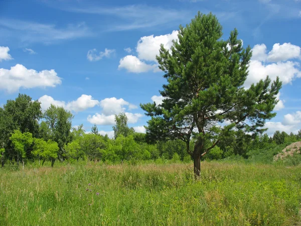 Летний пейзаж с одинокой сосной — стоковое фото