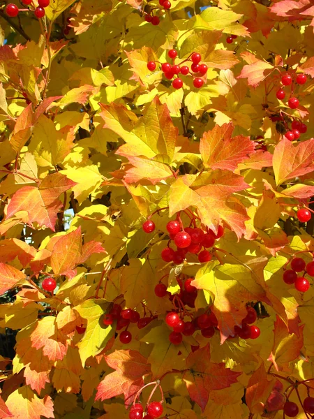 Barvy podzimu. žluté a červené listy Kalina — Stock fotografie