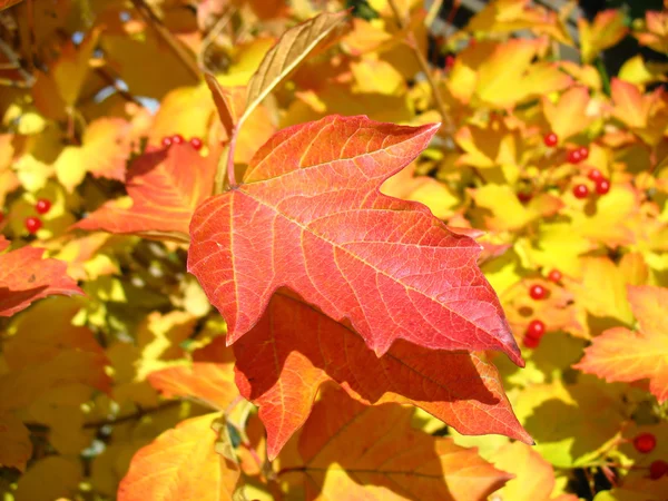 Hoja roja de viburnum en otoño. Macro —  Fotos de Stock