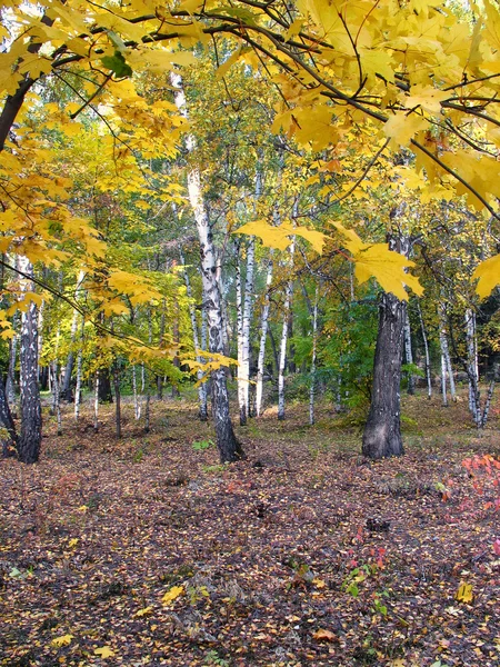W parku jesień. krajobraz — Zdjęcie stockowe