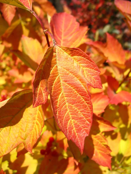 Folha vermelha de viburnum no outono. Macro — Fotografia de Stock