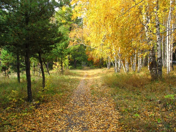 Altın sonbahar manzara - karışık orman yolu