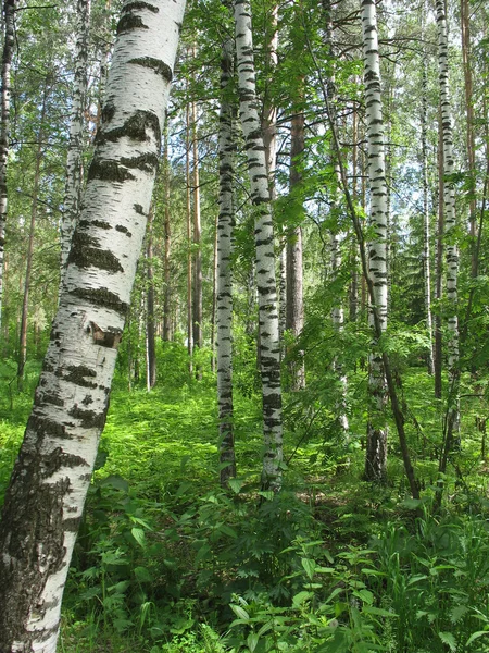 Smíšený les. letní krajina — Stock fotografie