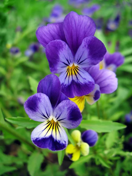 Blå pansy blommor på nära håll — Stockfoto