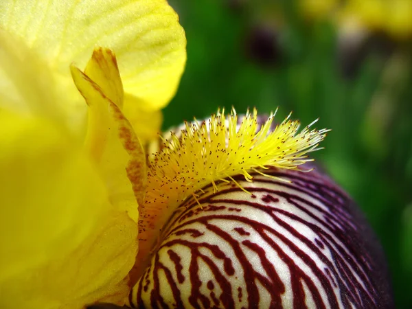 Close up of yellow iris stamen — Stock Photo, Image