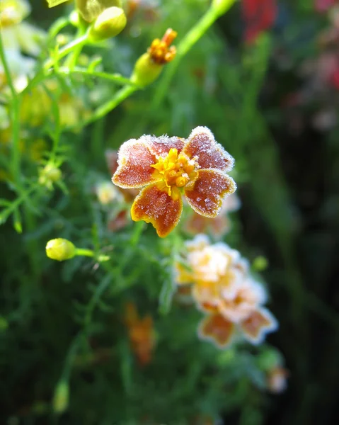 Flor gelada. Outono — Fotografia de Stock